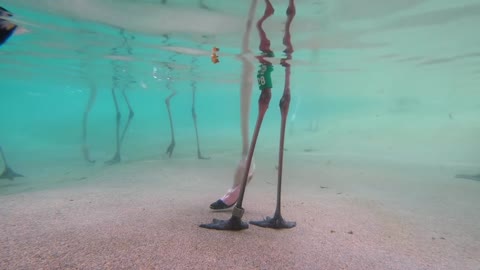 Underwater Flamingo Feeding