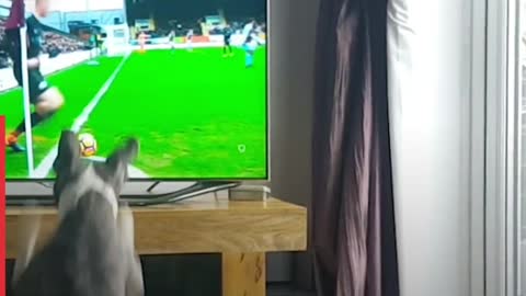 Football TV Fan Dog