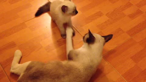 kitten plays with its mother cat #34