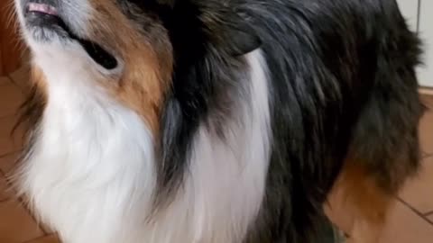 Dog Balances Glasses while Skateboarding