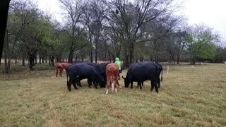 Feeding the cows in the rain