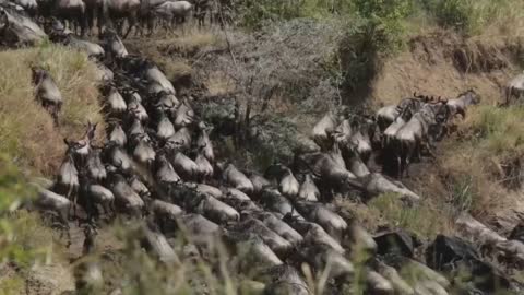 Solo los ñus siguen bailando en tiempos de coronavirus