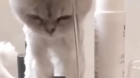 funny cat video