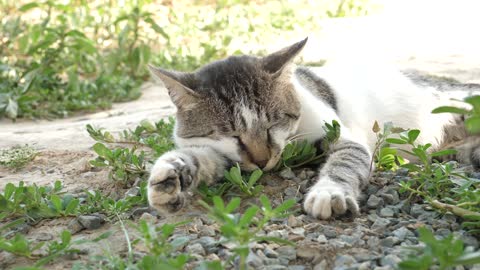 Lovely cats Sleep