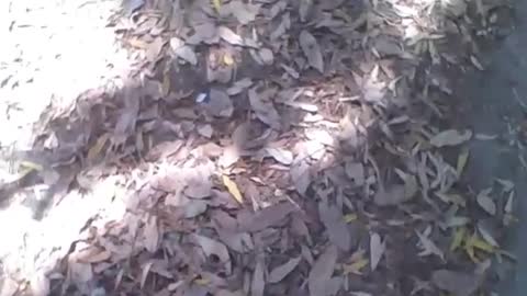 Walking and stepping on the leaves on the sidewalk, very relaxing! [Nature & Animals]