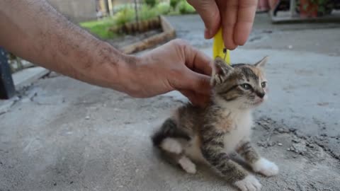 How to instantly turn off an anxious cat