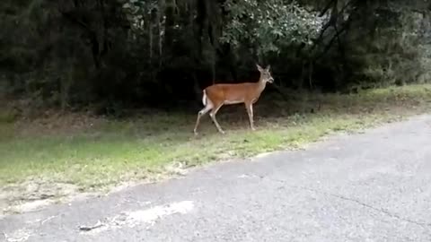 Friendly Deer