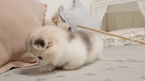 Cute short leg kitten videos