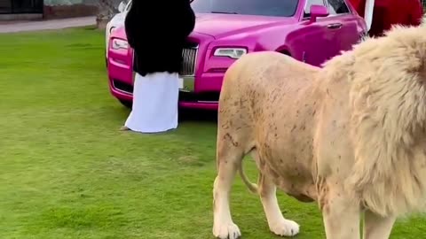 Dubai 🇦🇪 Sheikh With Lion 🦁 Tiger 🐯 at Home 🏡 Care Lifestyle || Jeetpuria Janab