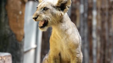 cute lion cub