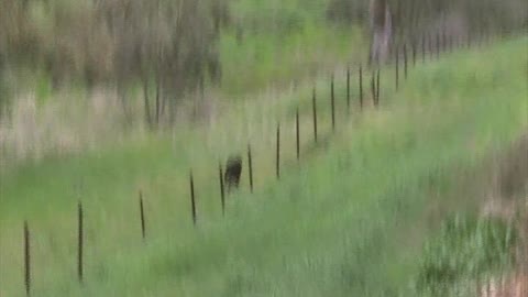 Dog just loves racing the steam train