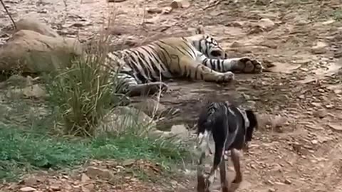 Tiger attack