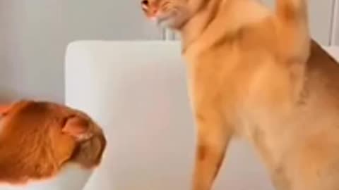 cat and dog video