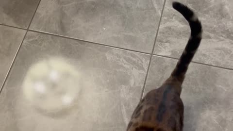 Bengal Cat Trained To Do Classic Dog Tricks