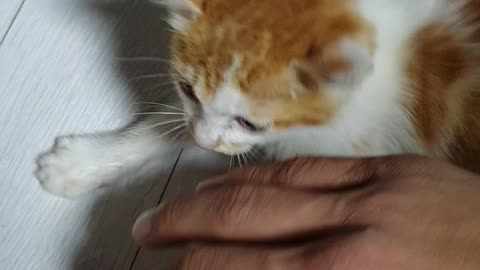 cute kitten playing with my hands.