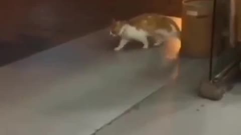 Funny Cat Doing Moonwalk😍