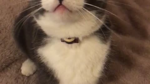 Grey cat with white accents jumps directly at camera