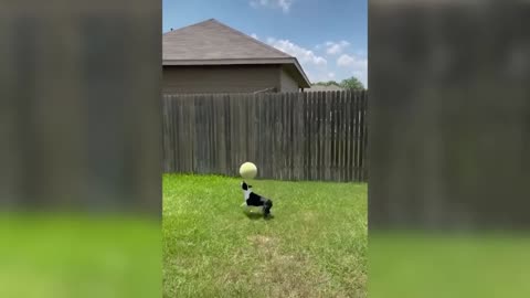 Cute Dog Show Amazing Soccer Skills