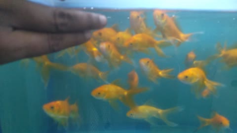 Gold Fish Aquarium | Good Filtration for Goldfish | Part-2