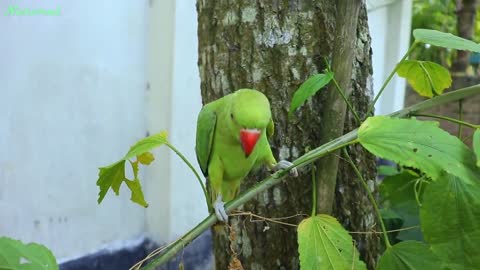 Loud Parrot Chirping Angry Voice - Natural Parrot Sounds - Parrot Calling Sounds --p1