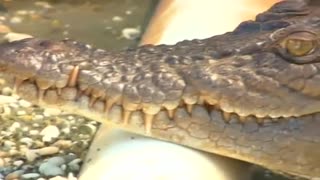 Crocodile bites golfer in Australia