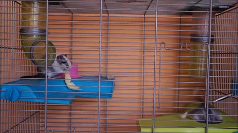 Adorable hamster eating in its cage