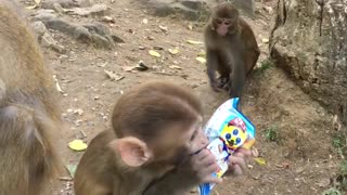 Adorable Baby Monkey At His Wit's End