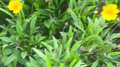 Small yellow flowers on the grass