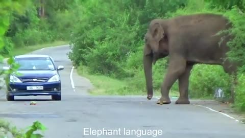 Sri Lanka Wild Elephant Attack | heart stopping elephant attack to Lori with passengers