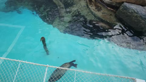 fur seal1