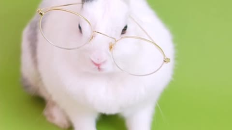 A cute rabbit reading her book 📙