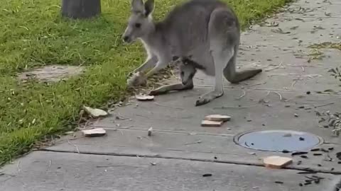 Kangaroo Family Frolicking in the Neighborhood