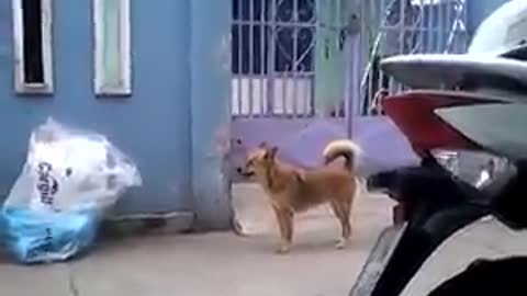 The dog wants to enter the house by climbing 2 meters over the gate