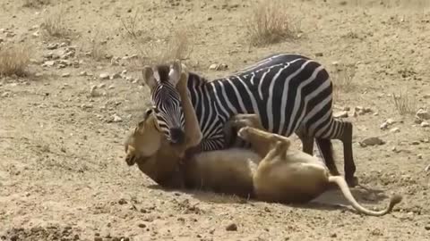 Animal planet zebra kicks lioness to safe other zebra