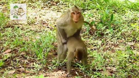 Young Monkey make mate funny