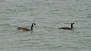 Lake Murray Oklahoma Geese Video | Martin's Landing Campground