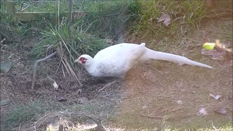 Beautiful Golden Pheasants and Wading Birds