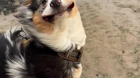 Windy Beach Day With The Dog