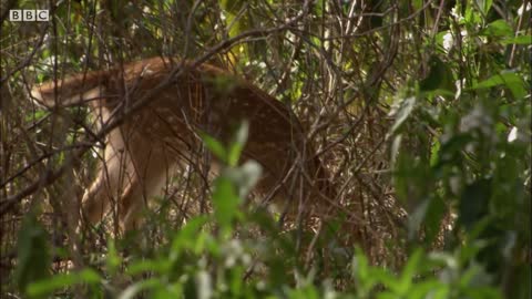 Tiger Hunts Lone Baby Deer | BBC Earth