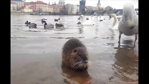 Nutria eating carrots next to Charles Bridge