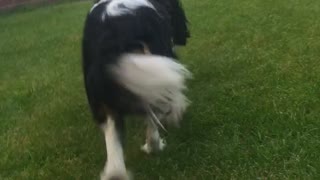 Cute Puppy Runs into Door