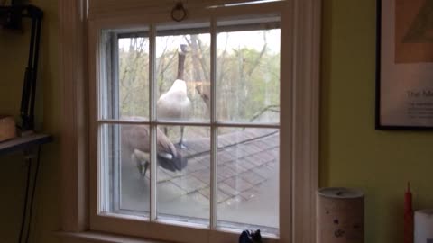 Goosie Gander and Lucy Goosie checking out the Bedroom