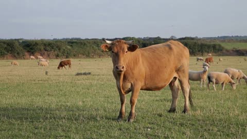 WS Cows and Sheep Grazing in Countryside Cornwall, England, UK