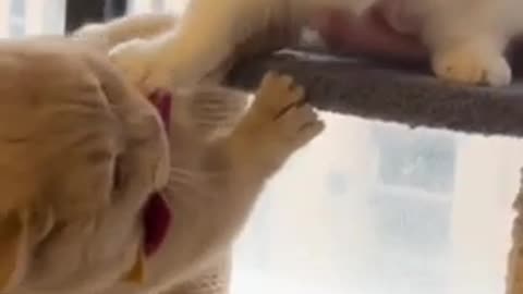 Cat funny video #catfunnyvideo #viralcatvideo