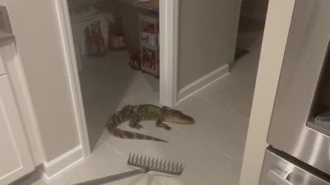 Alligator Uses Doggy Door to Enter Home