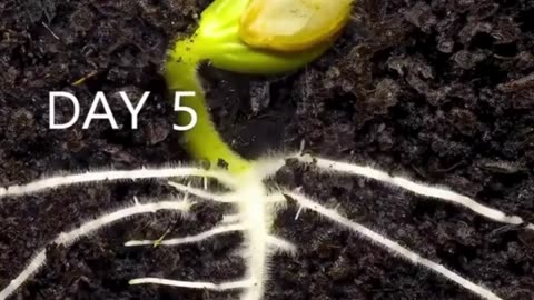 From Seed to Sprout: A 42-Day Journey! 🌱📆🌿🎥💚🌟