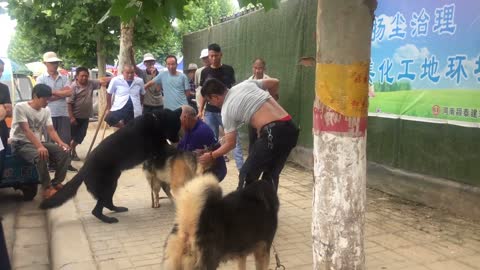 Dog market blind date conference, short and rude, surrounded by onlookers