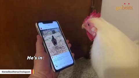 Chicken raised for meat is convinced he's a dog