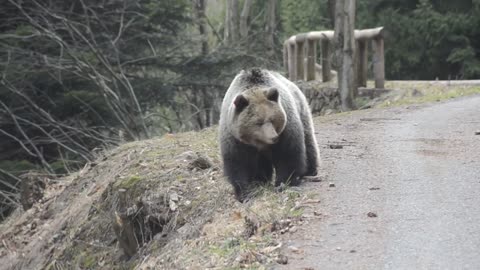 Big Bear Blocks Road for Rider