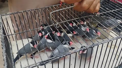 Birds Market Lalukhet Sunday Video Latest Update 15-9-24